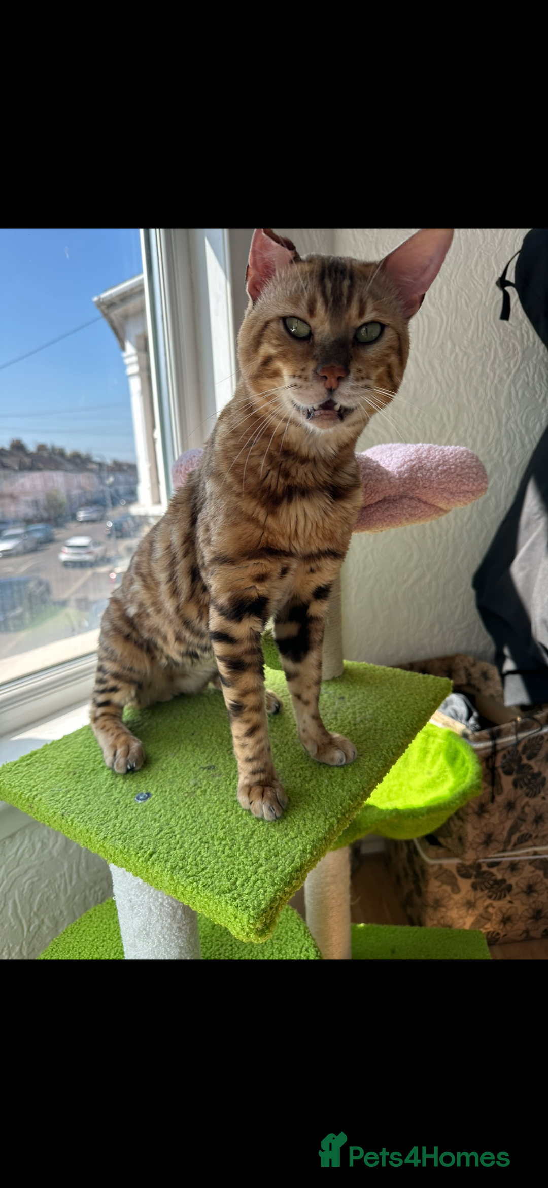 Bengal cats for stud: Bengal Stud Available🌟Hurry before spayed!🤍 in Ilford - Image 3
