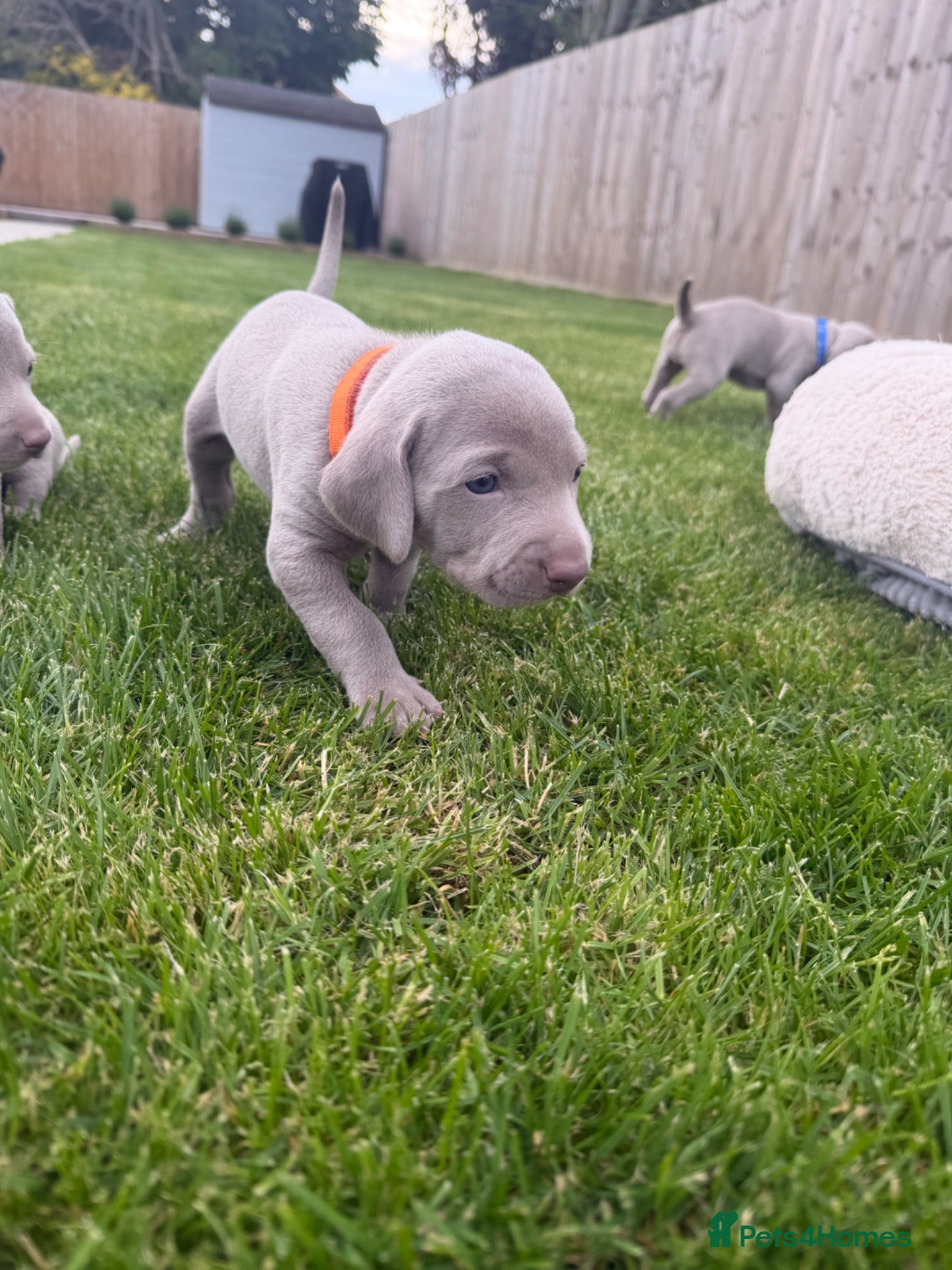 Weimaraner dogs Weimaraner Puppies, 1 girl & 2 boys  - Advert 2