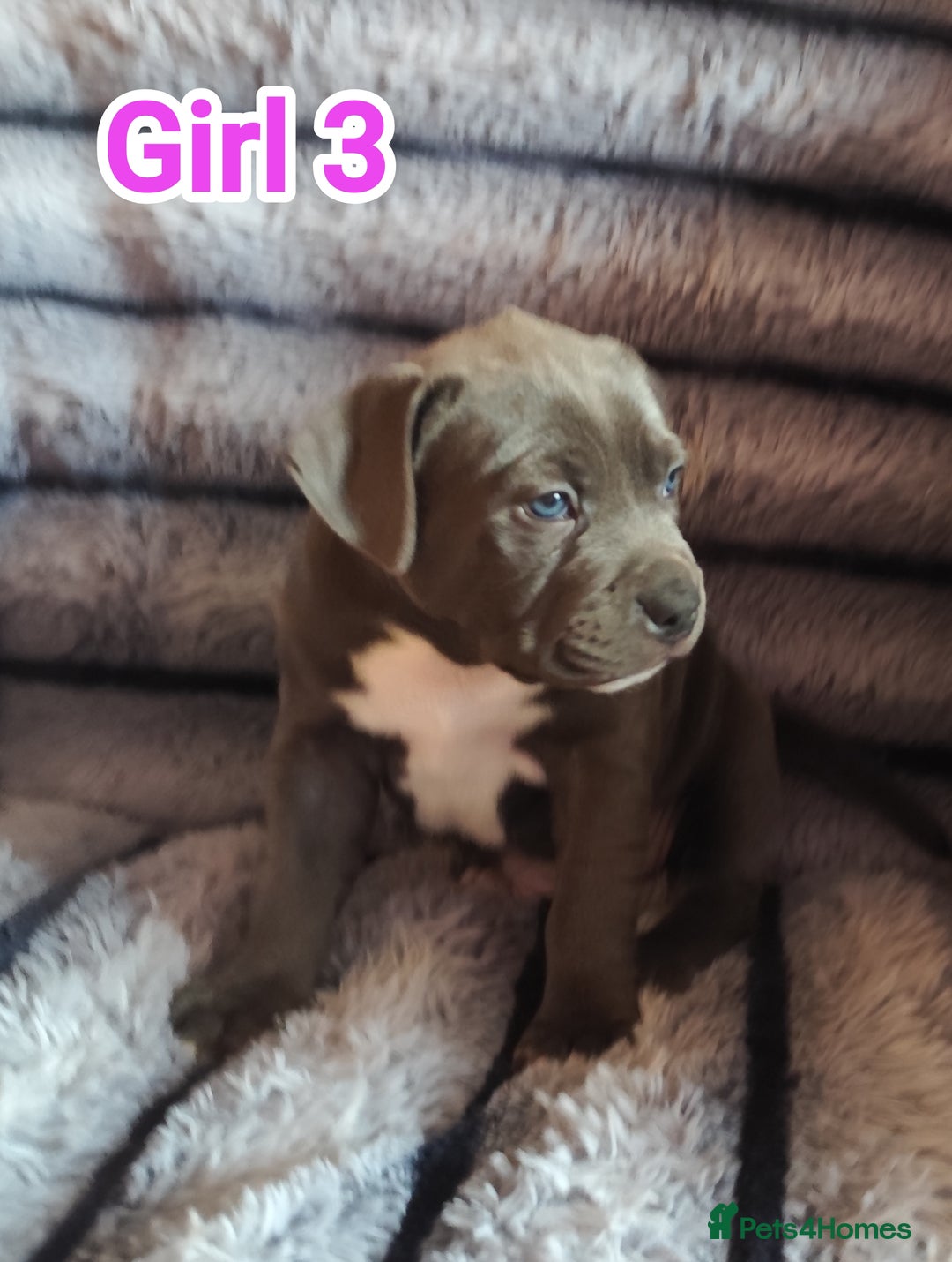 Staffordshire Bull Terrier dogs for sale: Staffordshire bull terrier puppies  - Advert 31