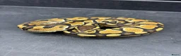 Python Snake reptiles for sale: Ball pythons for sale  - Advert 9