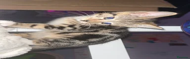 Bengal Kitten 1