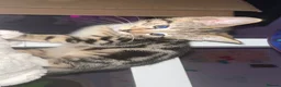 Bengal cats for sale: Bengal mixed - Advert 4