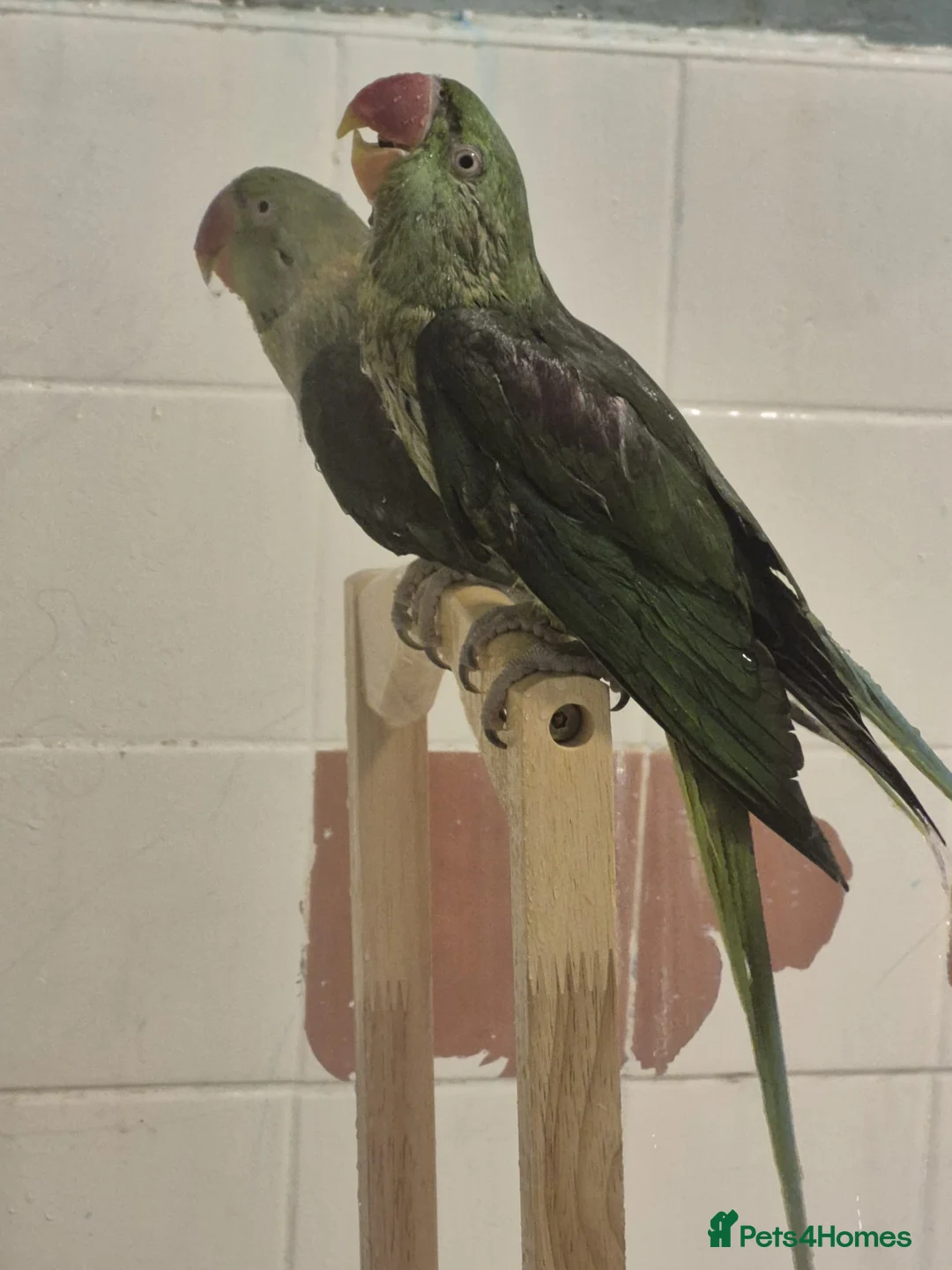 Parakeets birds for sale: Bonded pair of alexandrine  - Advert 5