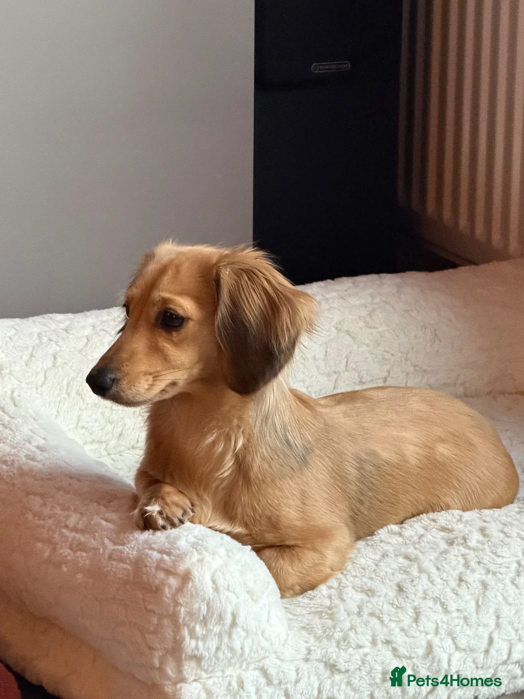 Miniature Dachshund dogs for sale: Exceptional KC Registered Miniature Dachshunds  - Advert 1