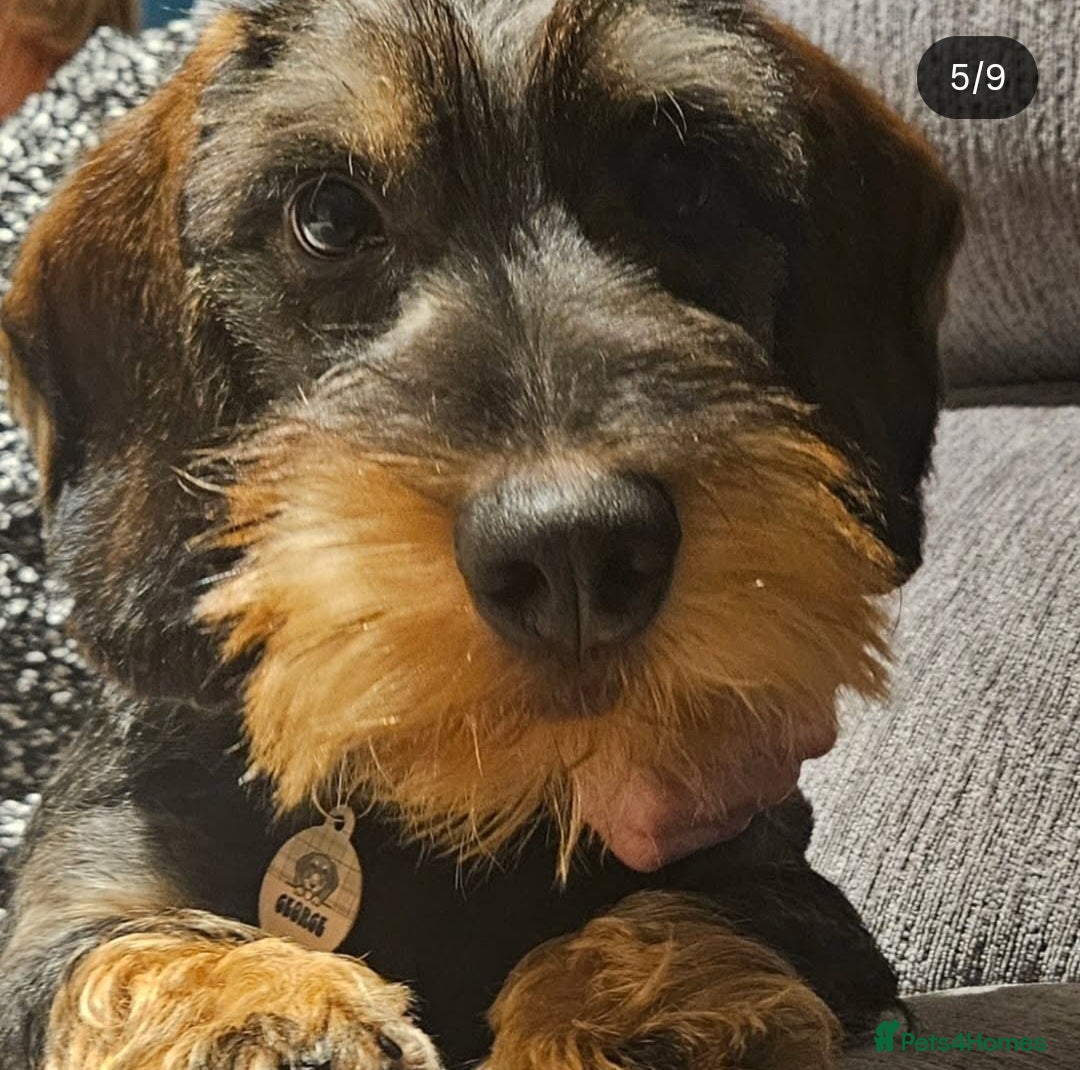 Dachshund dogs for sale: 18 month Teckle looking for a home - Image 1