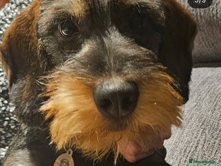 Dachshund dogs - Advert 13