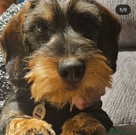 Dachshund dogs - Advert 15