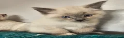 Mixed Breed cats for sale: Ragdoll cross kitten's - Advert 16
