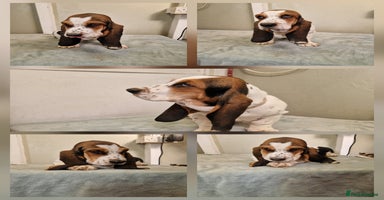 Basset Hound dogs - Advert 1