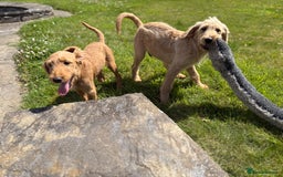 Labradoodle dogs for sale: F1 Standard Labradoodles in Aberystwyth - Image 26