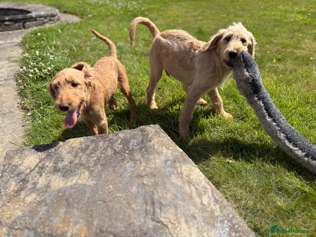 Labradoodle dogs for sale: F1 Standard Labradoodles in Aberystwyth - Image 26