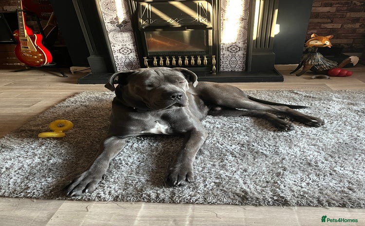Cane Corso dogs - Advert 3
