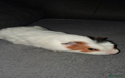 Guinea Pig rodents for sale: 4 baby girl guinea pigs and 1 boy - Image 11