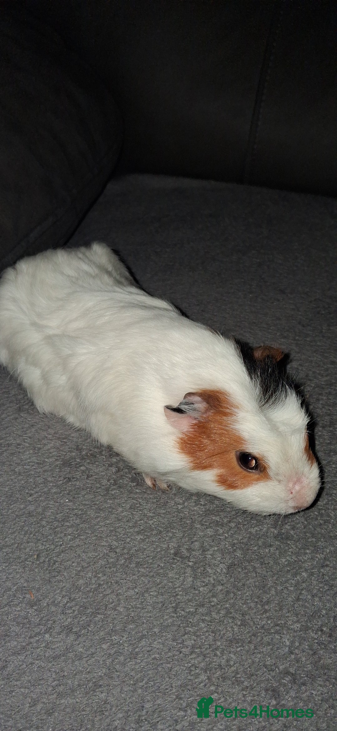 Guinea Pig rodents for sale: 4 baby girl guinea pigs and 1 boy - Image 11