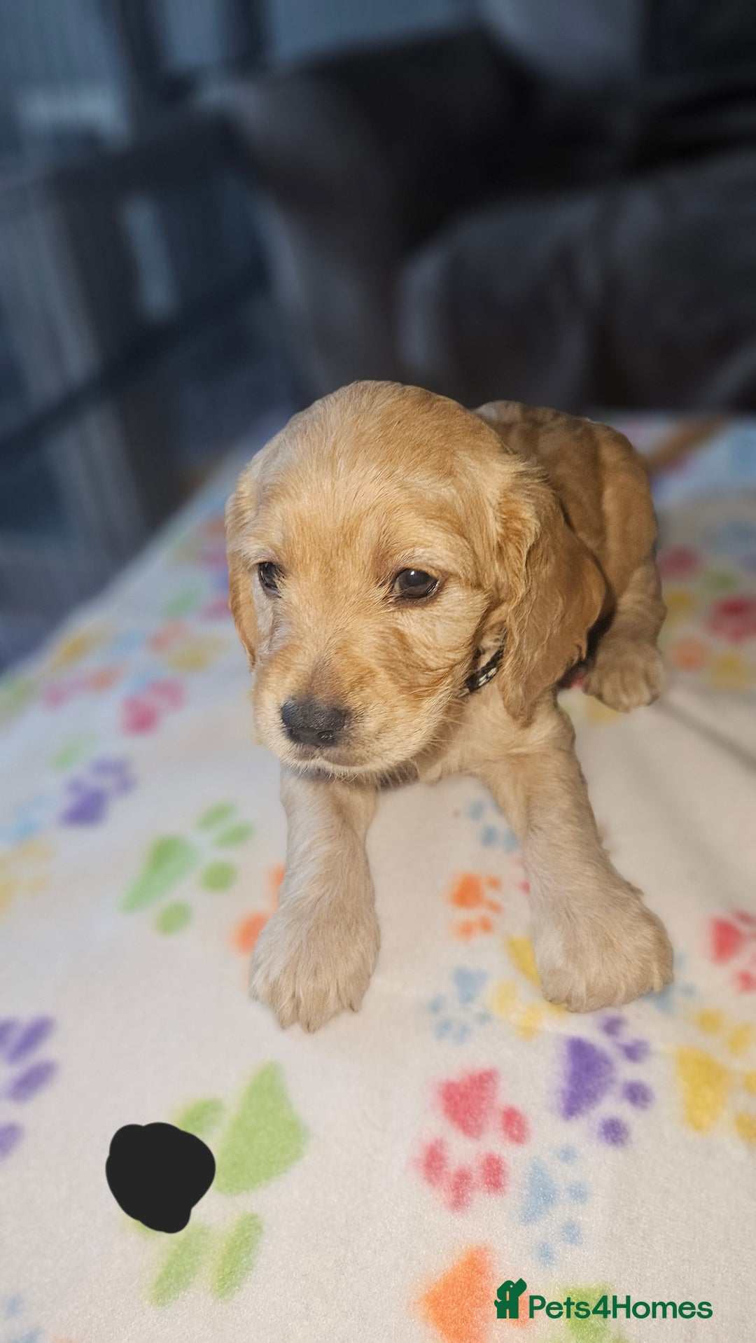 Cockapoo dogs for sale: Cockerpoo  - Image 22