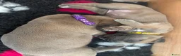 Cane Corso dogs for sale: Stunning Cane Corso puppies - only litter from mum - Advert 20