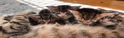 Mixed Breed cats for sale: 5 Beautiful Tabby Kittens for sale ❤️❤️ - Advert 12