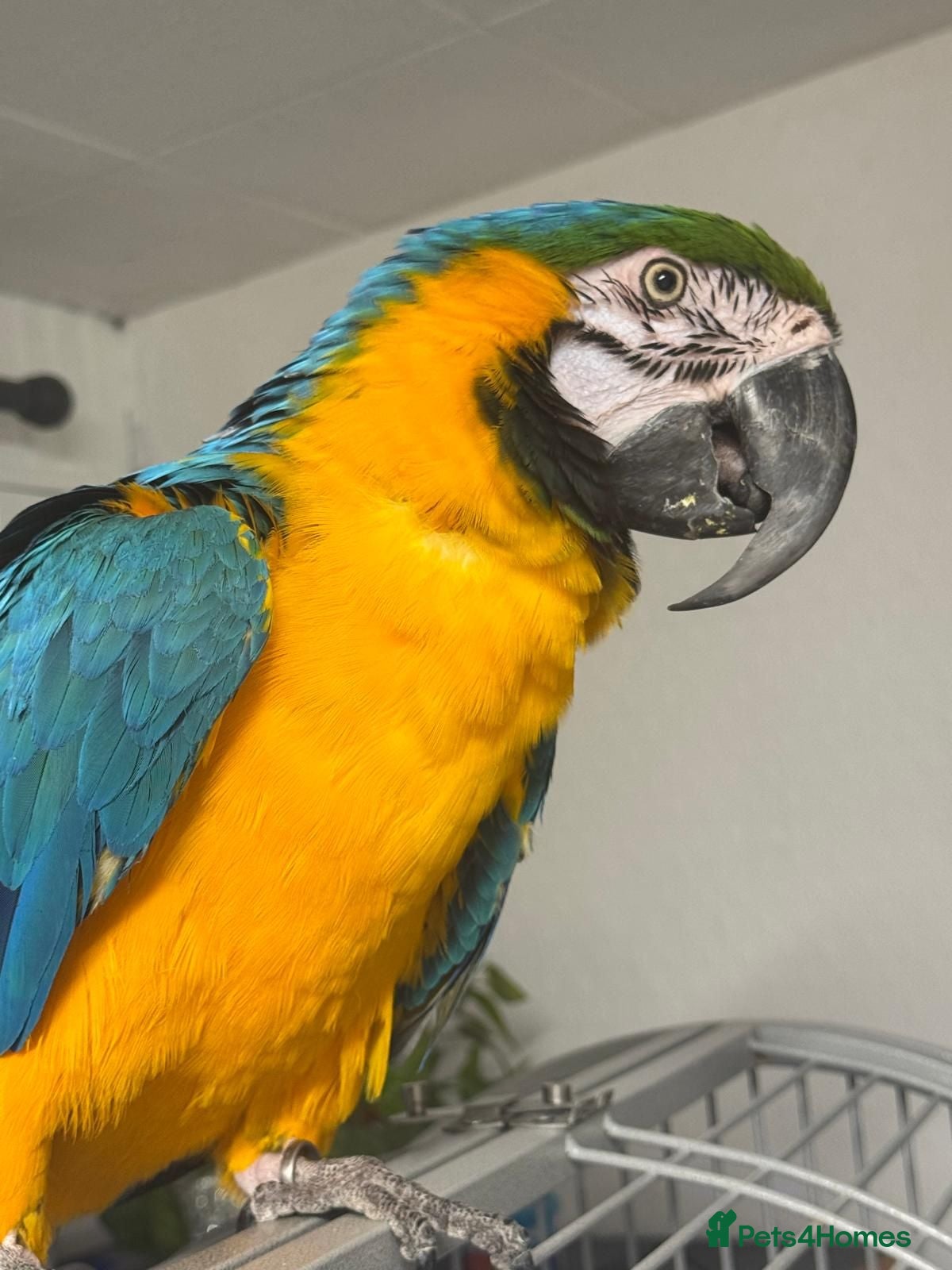 Parakeets birds Blue and Gold Macaw - Advert 6