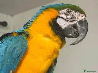 Parakeets birds Blue and Gold Macaw - Advert 6