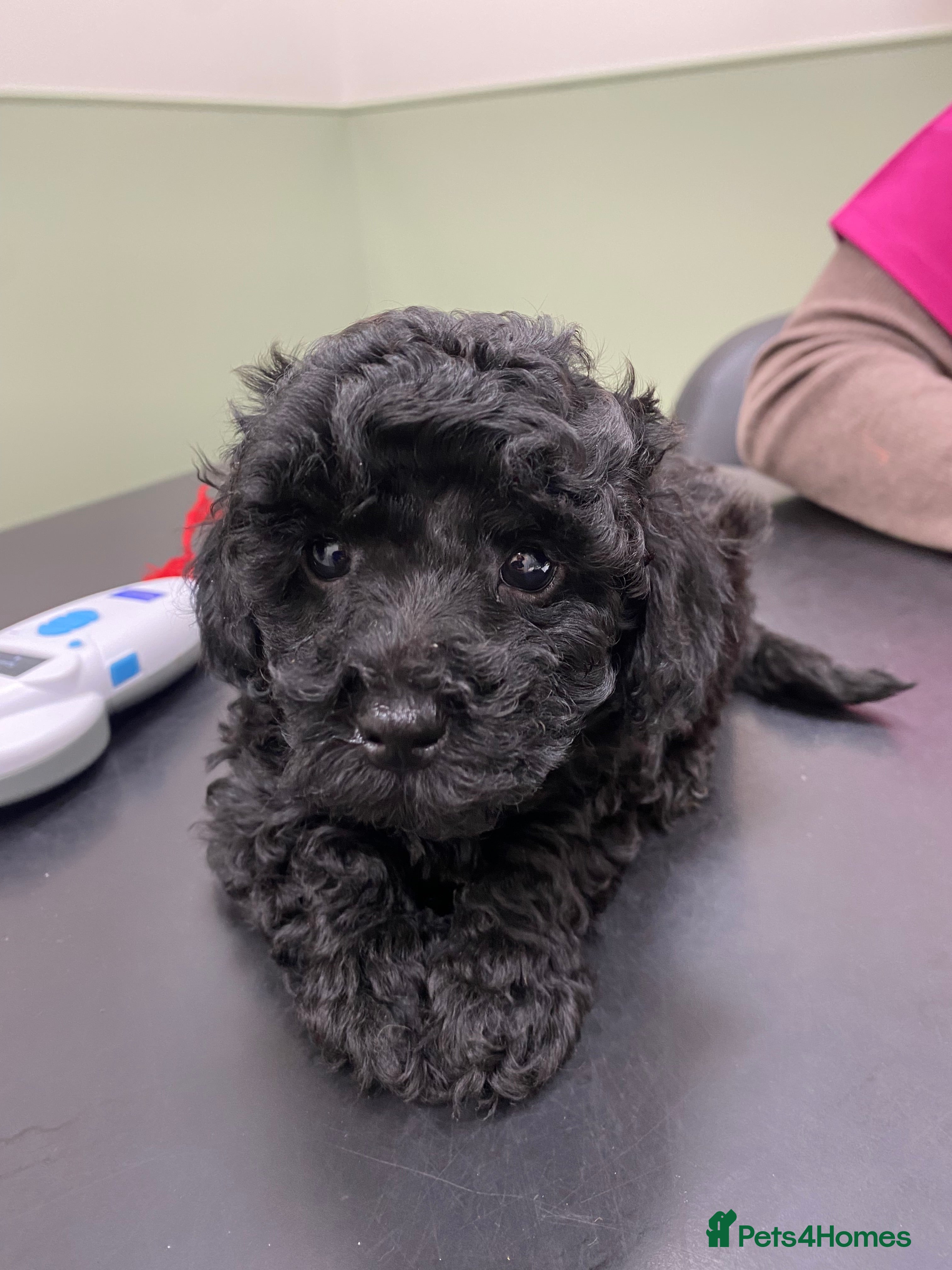 Toy Poodle dogs Toy Poodles  Ready Now 5 🌟 Licensed Breeder  - Advert 13