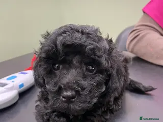 Toy Poodle dogs Toy Poodles Ready Now 5 🌟 Licensed Breeder - Advert 14