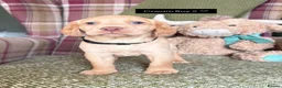 Cockerdor dogs for sale: GORGEOUS COCKERDOR PUPPIES💛🖤 - Advert 23