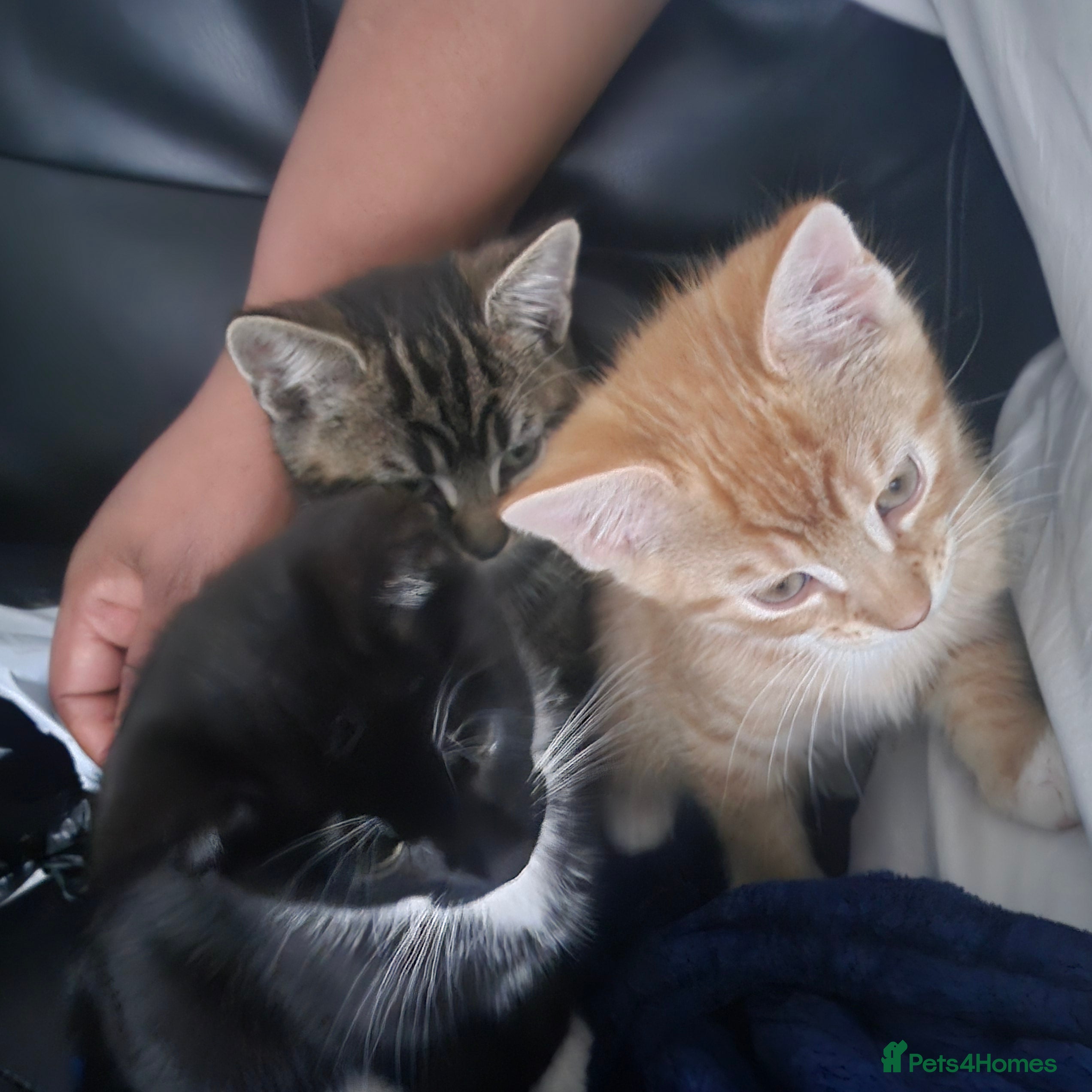 British Shorthair cats Male kittens for sale  - Advert 1