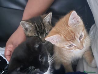 British Shorthair cats Male kittens for sale - Advert 1