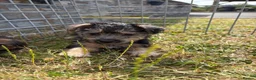 Mixed Breed dogs for sale: Jorkies in Cannock - Advert 7