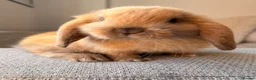 Mini Lop rabbits for sale: Beautiful Mini Lop baby rabbits - Advert 4