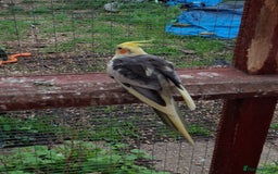 Cockatiels birds for sale: Male cockatiel  - Image 4