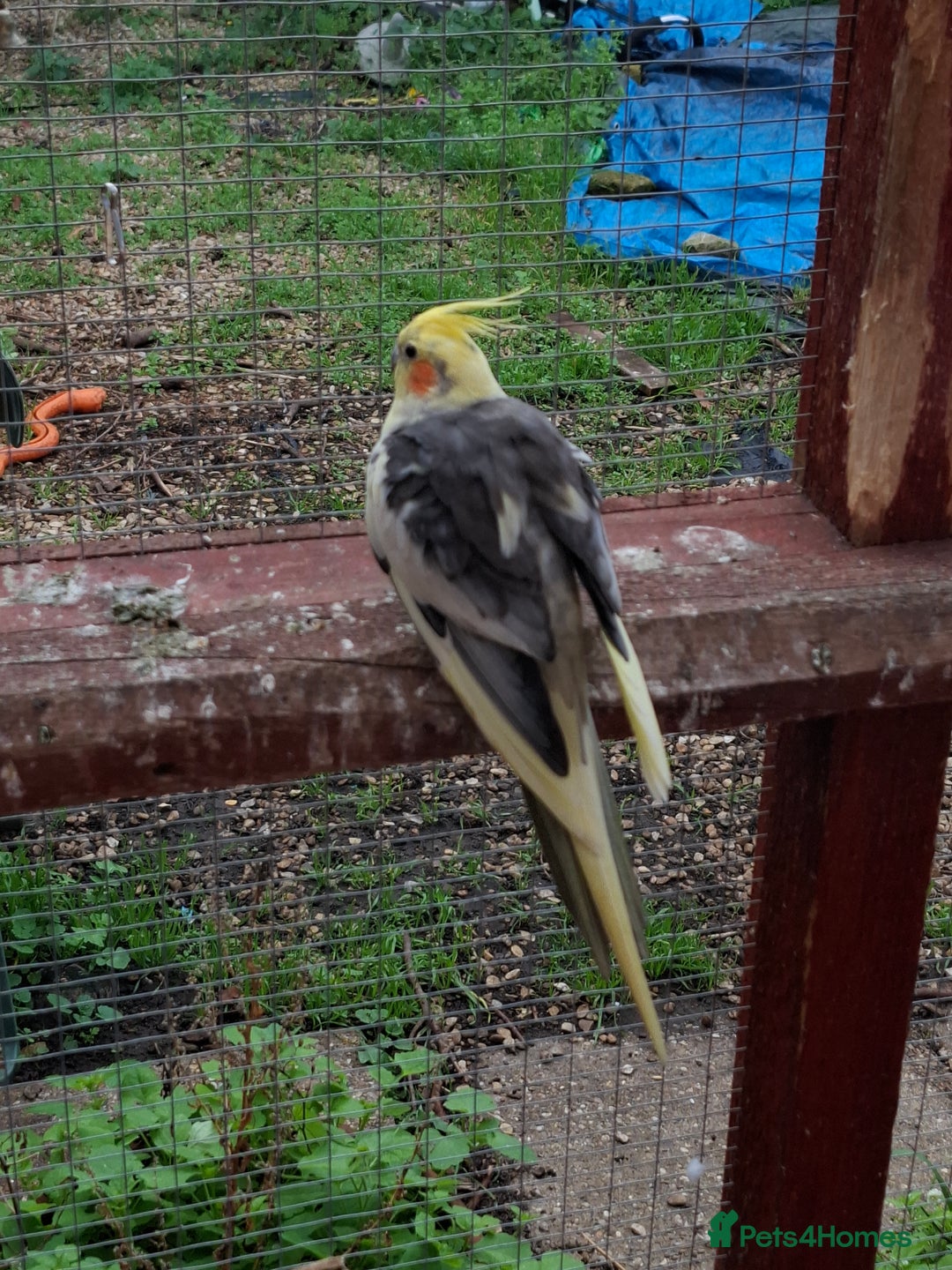 Cockatiels birds for sale: Male cockatiel  - Image 4