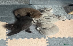 British Shorthair cats for sale: Champion Line British Shorthair Kittens - Image 23