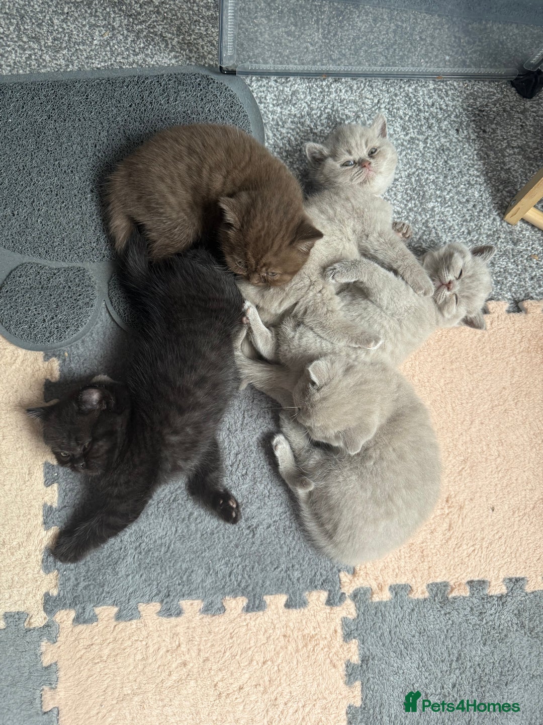 British Shorthair cats for sale: Champion Line British Shorthair Kittens - Image 23