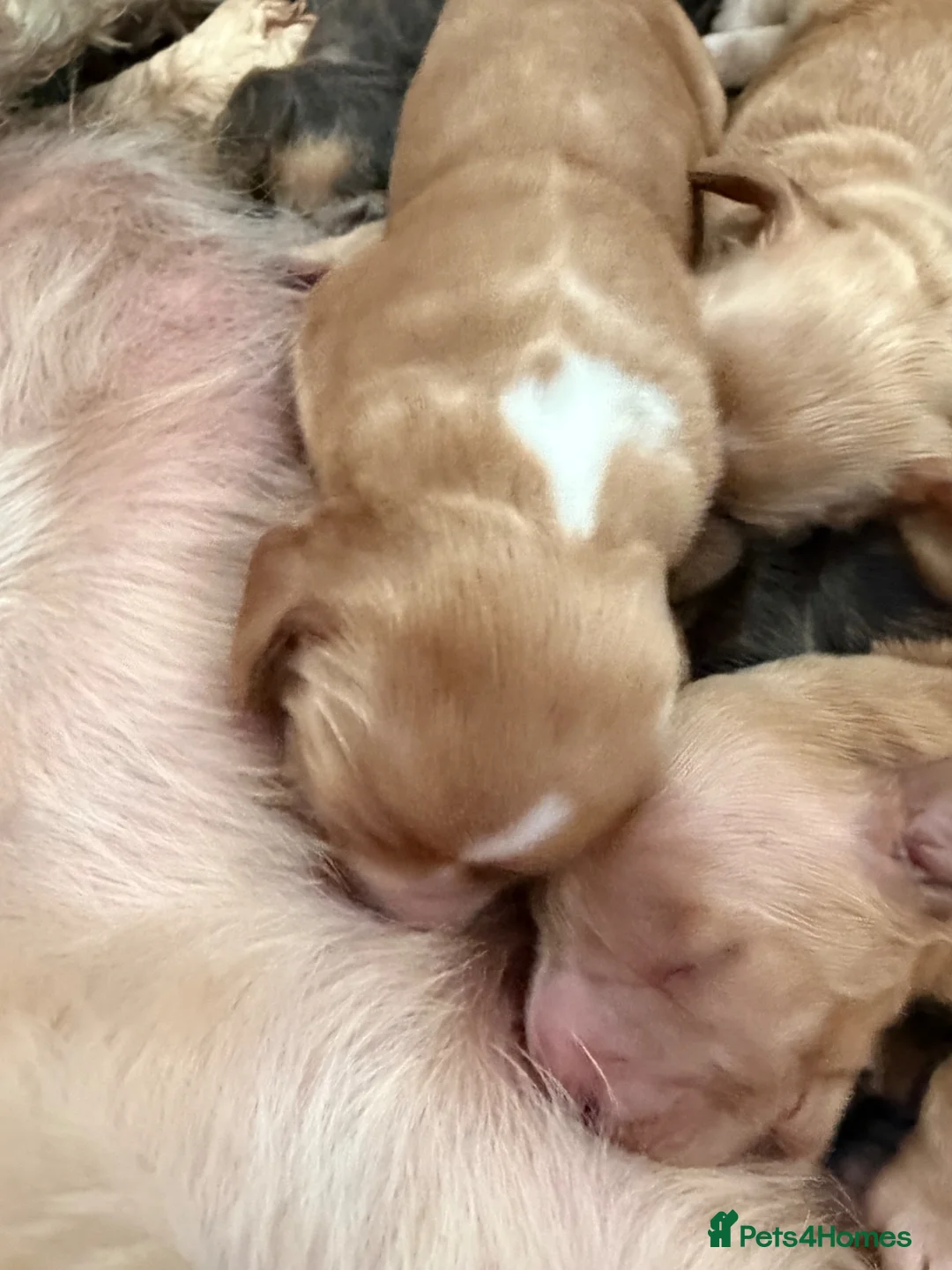 Cocker Spaniel dogs for sale: Stunning English 💯 show type cocker puppies  - Advert 29