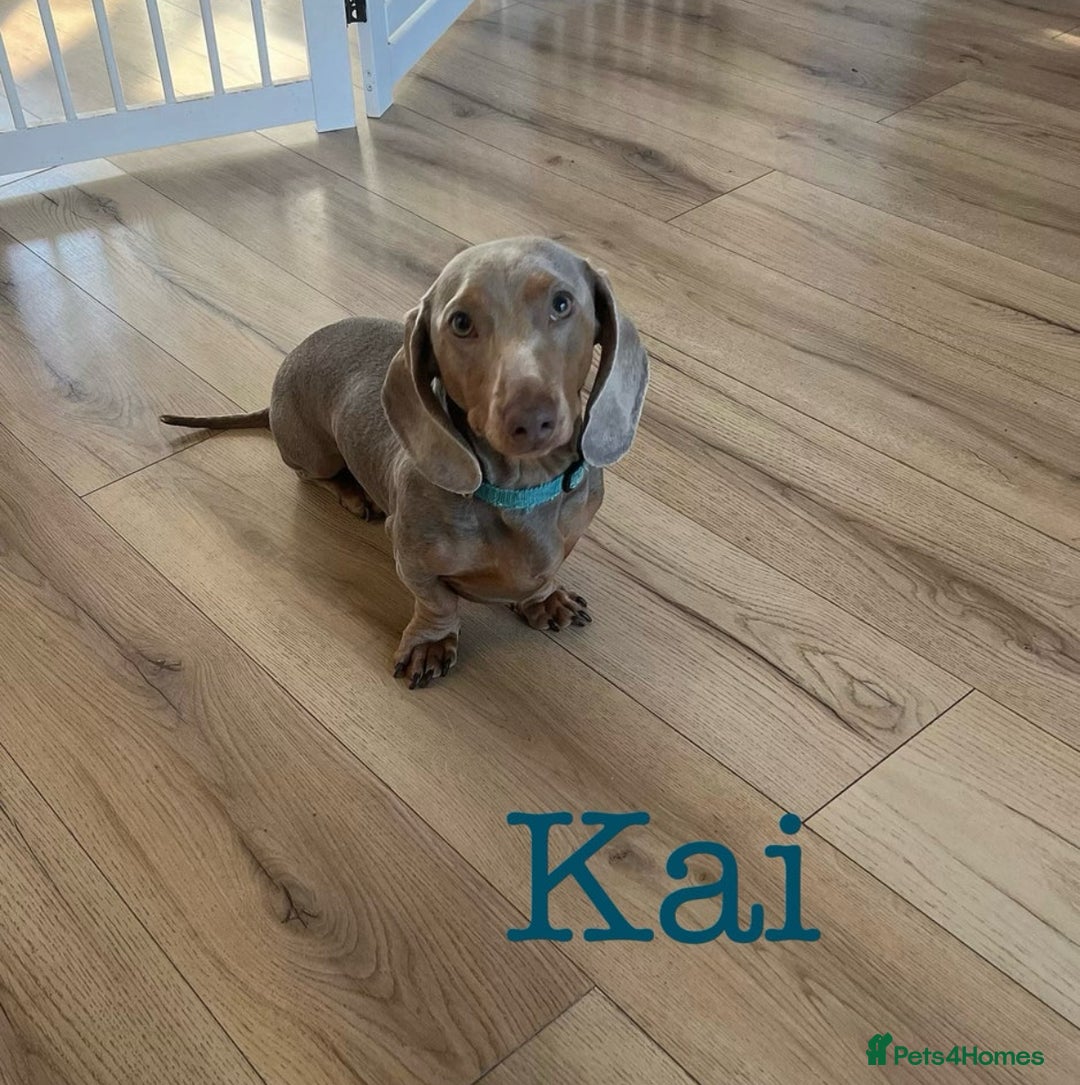Miniature Dachshund dogs for sale: Show standard KC registered miniature dachshunds  - Image 10