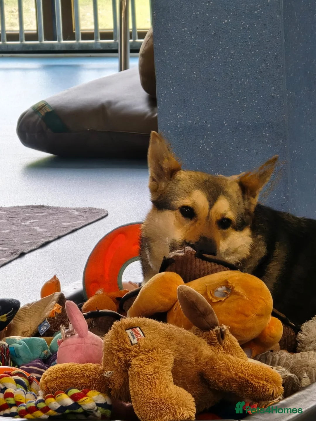 German Shepherd dogs for adoption: Sweet Kinga looking for LOVE  in Salisbury - Advert 5