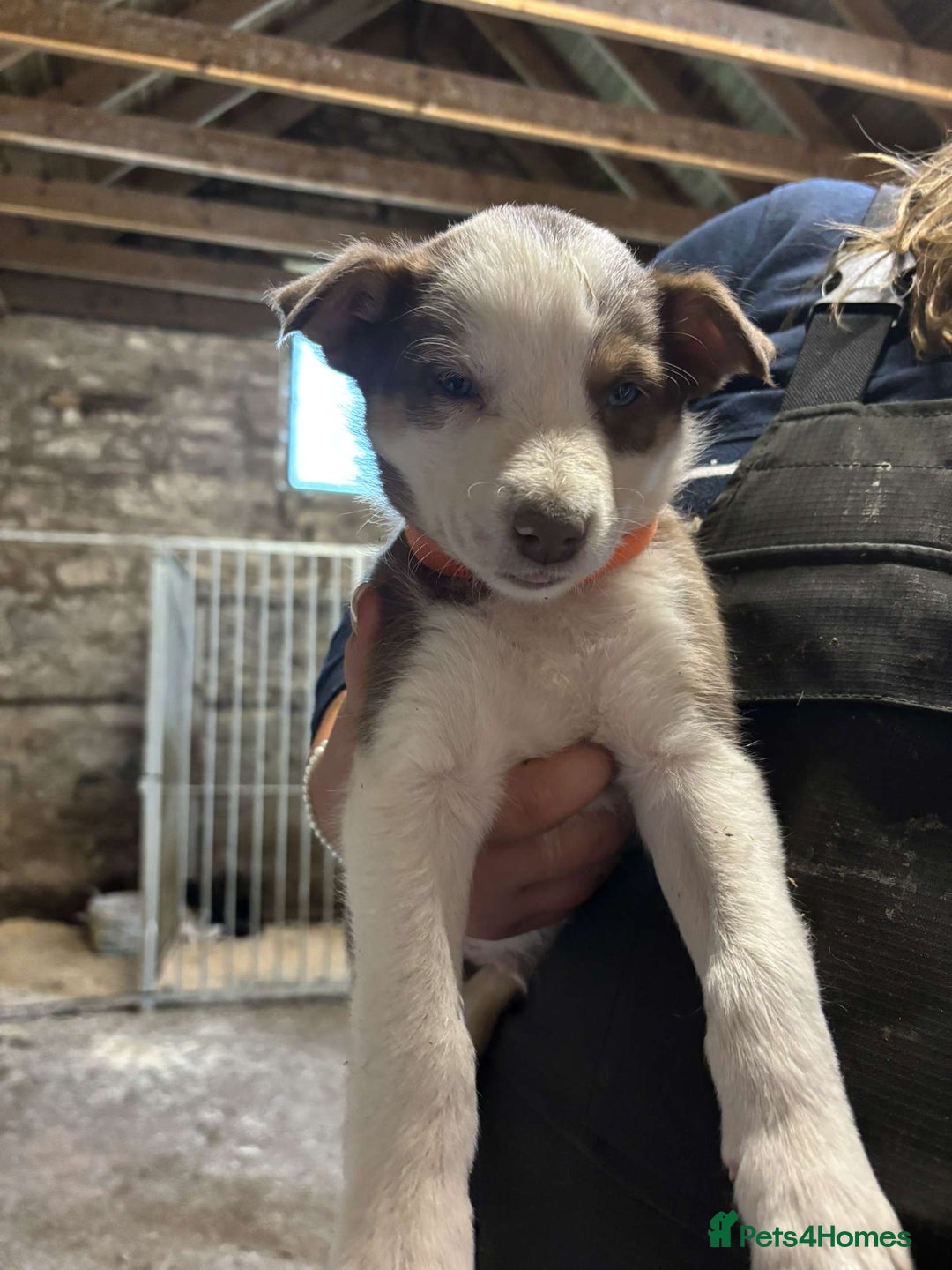 Border Collie dogs for sale: Collie pups  - Image 3