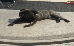 Pug dogs for sale: 2 year old pug male Zeus  - Image 1