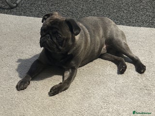 Pug dogs - Advert 1