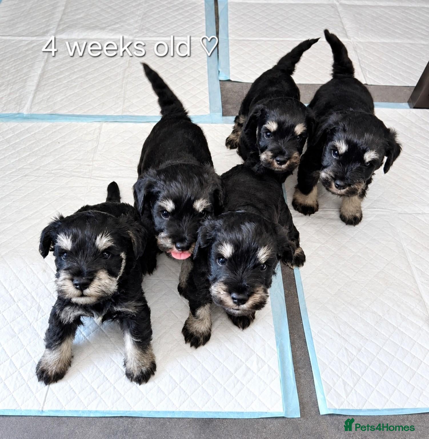 Miniature Schnauzer dogs Stunning black and silver Miniature Schnauzer Pups - Advert 1