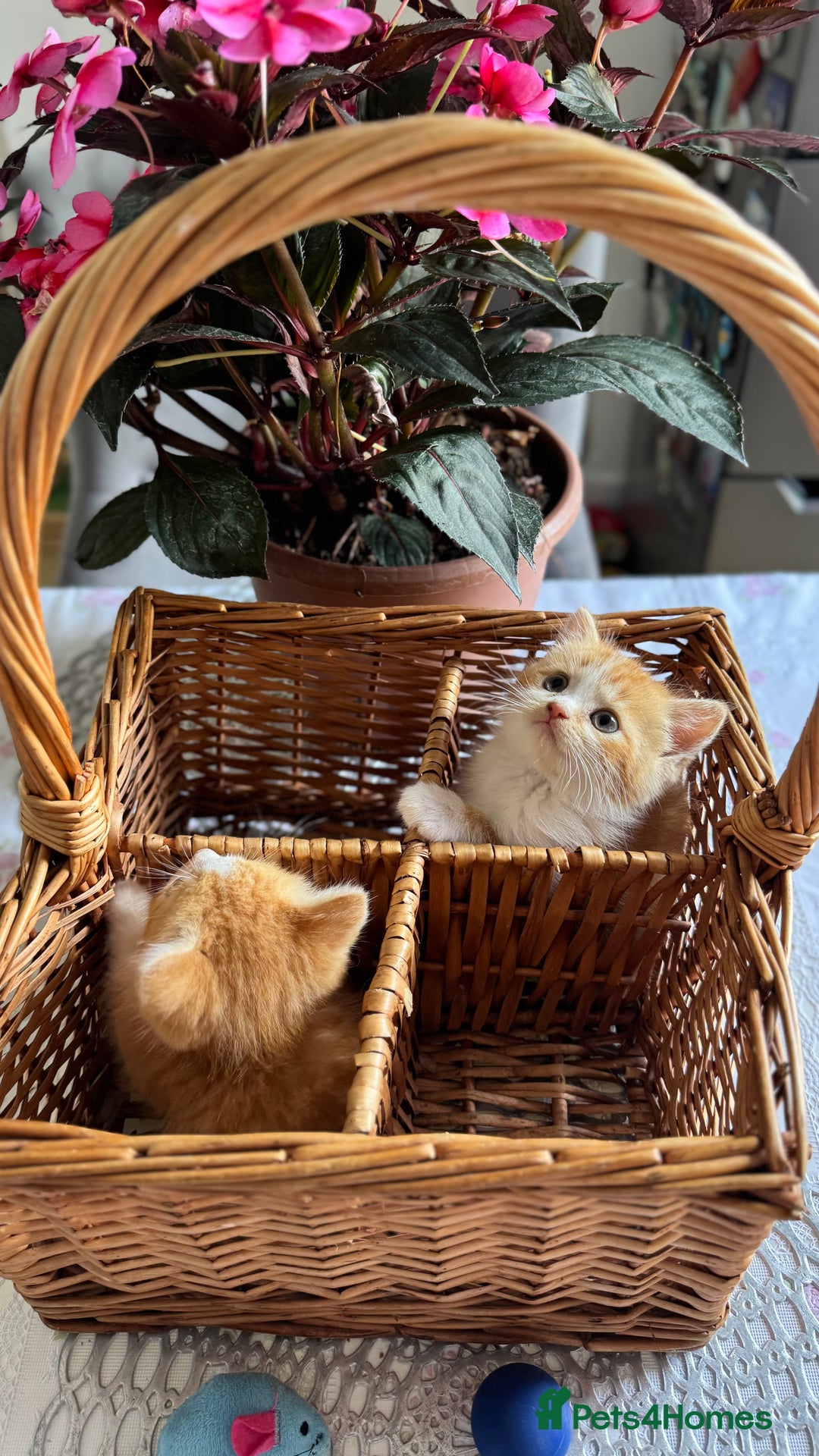 Persian cats for sale: Half Persian 2 Boys  - Image 12