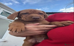 Hungarian Vizsla dogs for sale: Hungarian Vizsla puppies   - Image 27