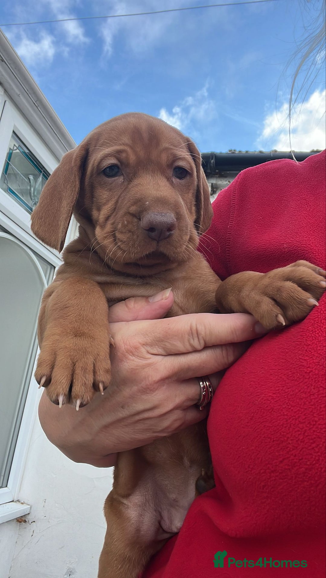 Hungarian Vizsla dogs for sale: Hungarian Vizsla puppies   - Image 27