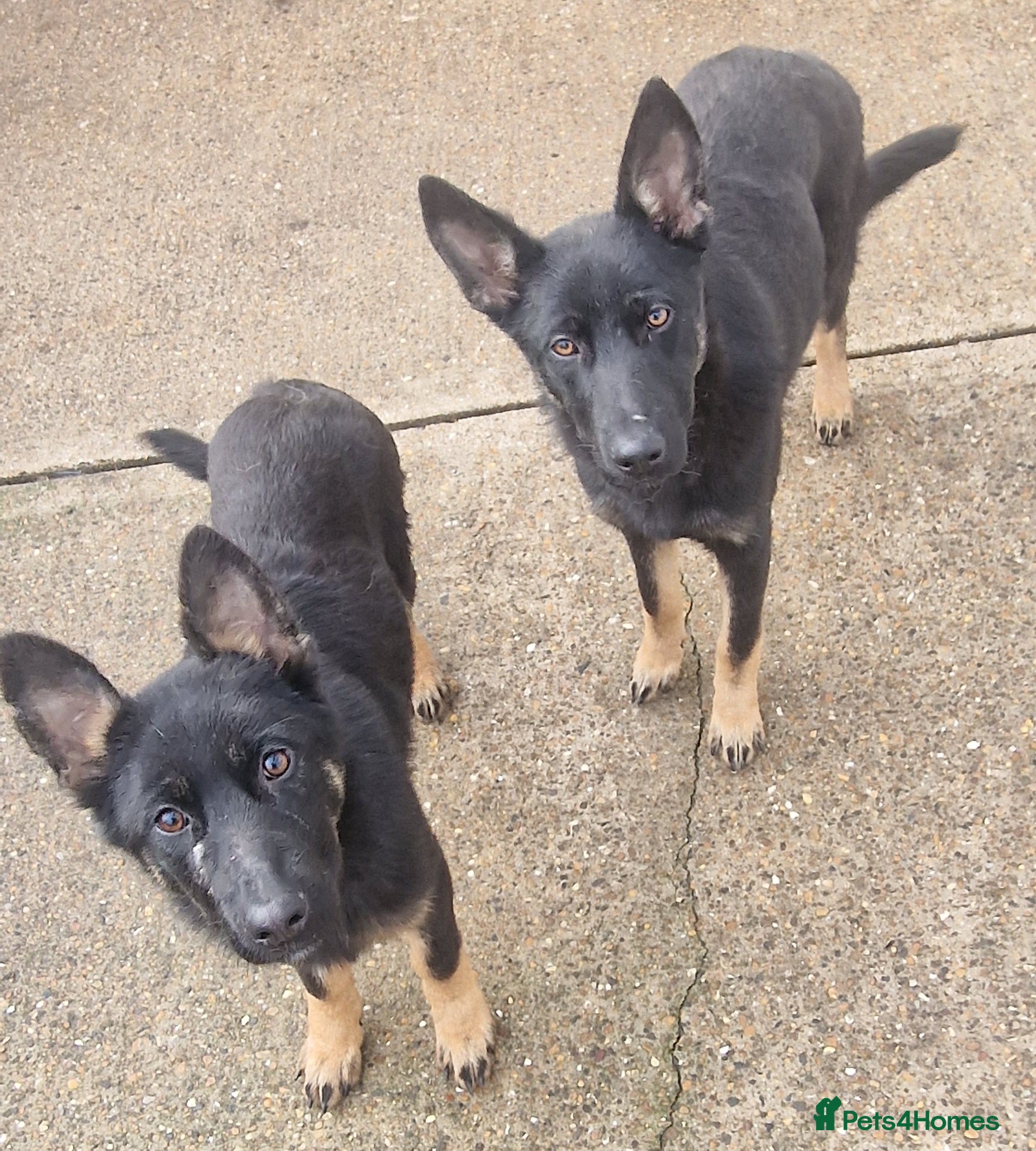 German Shepherd dogs German shepherd puppies - Advert 7