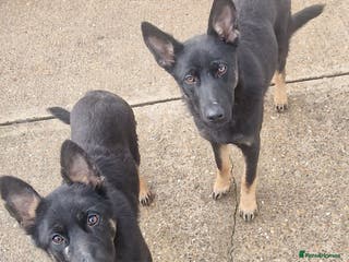 German Shepherd dogs German shepherd puppies - Advert 7