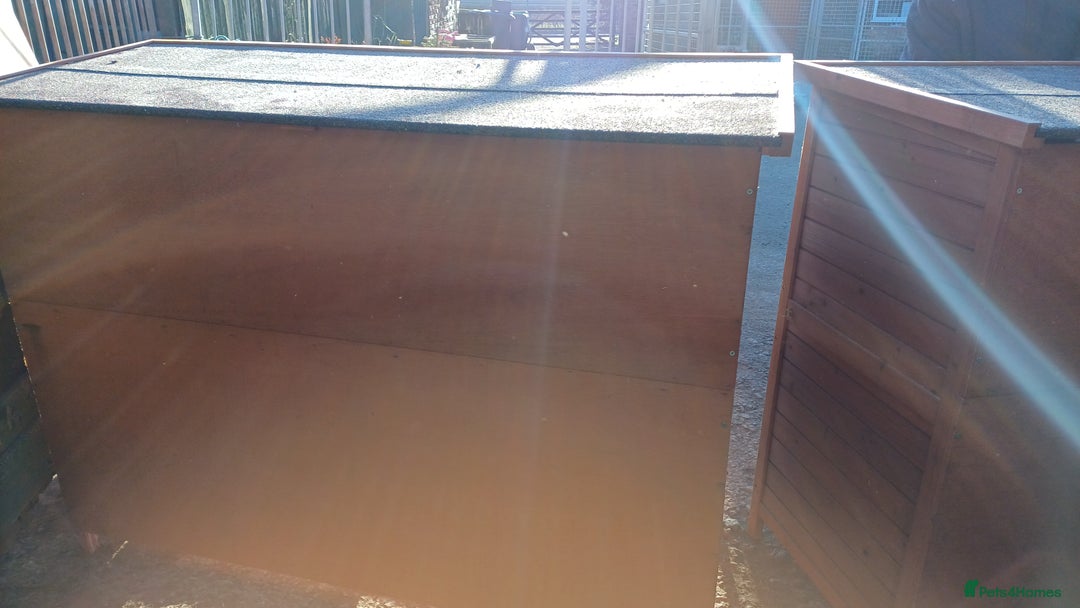 Mixed Breed rabbits for sale: 2 pets at home rabbit hutches  - Advert 9