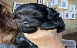 Cockapoo dogs for sale: Cockapoo  - Image 14