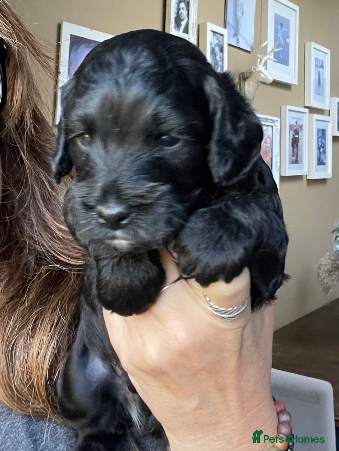 Cockapoo dogs for sale: Cockapoo  - Image 14