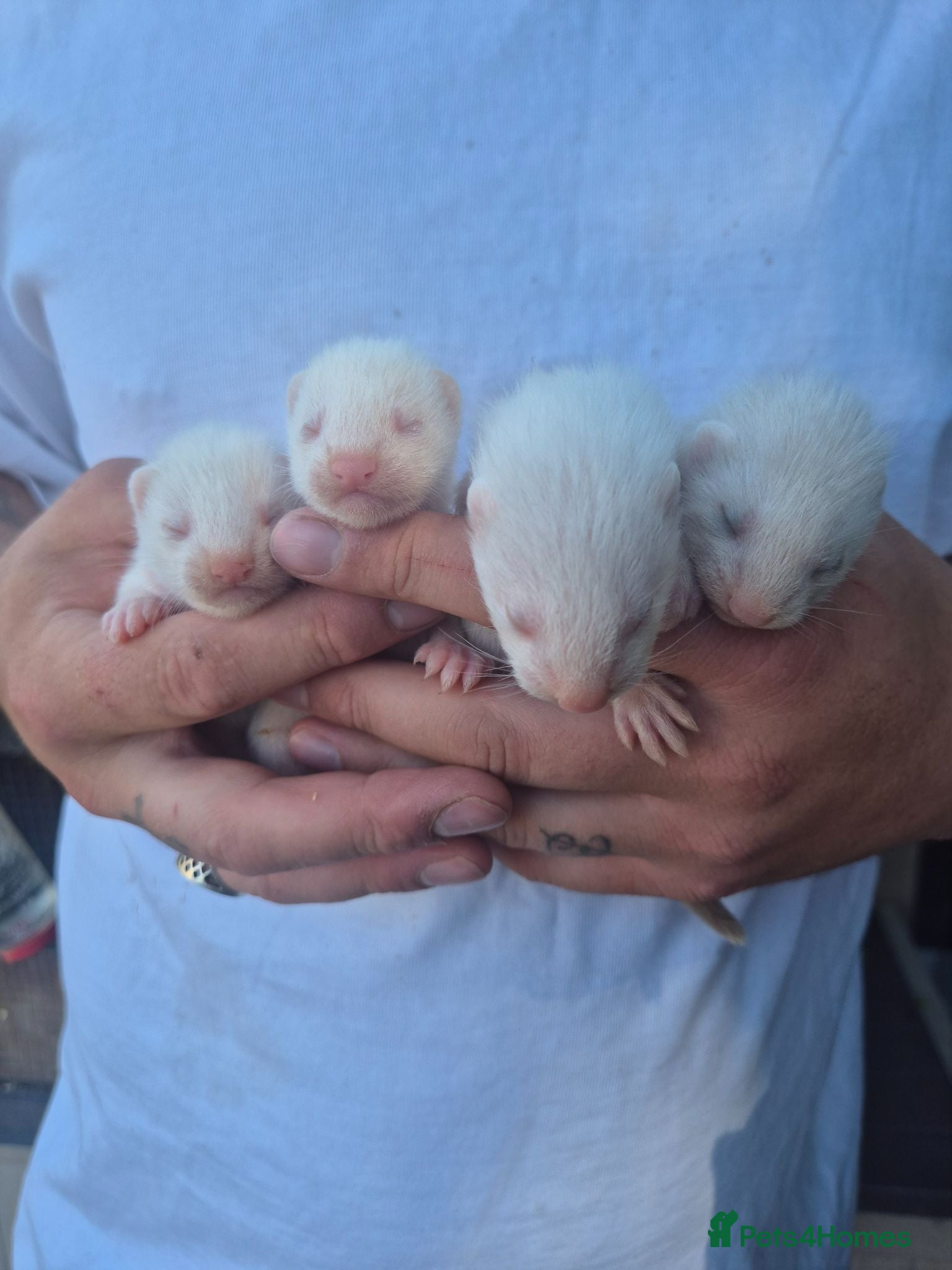 Ferret rodents Small albino ferrets for sale - Advert 2